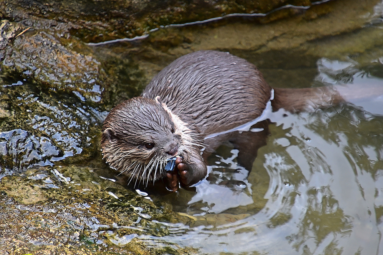 Zwergotter (Aonyx cinerea)