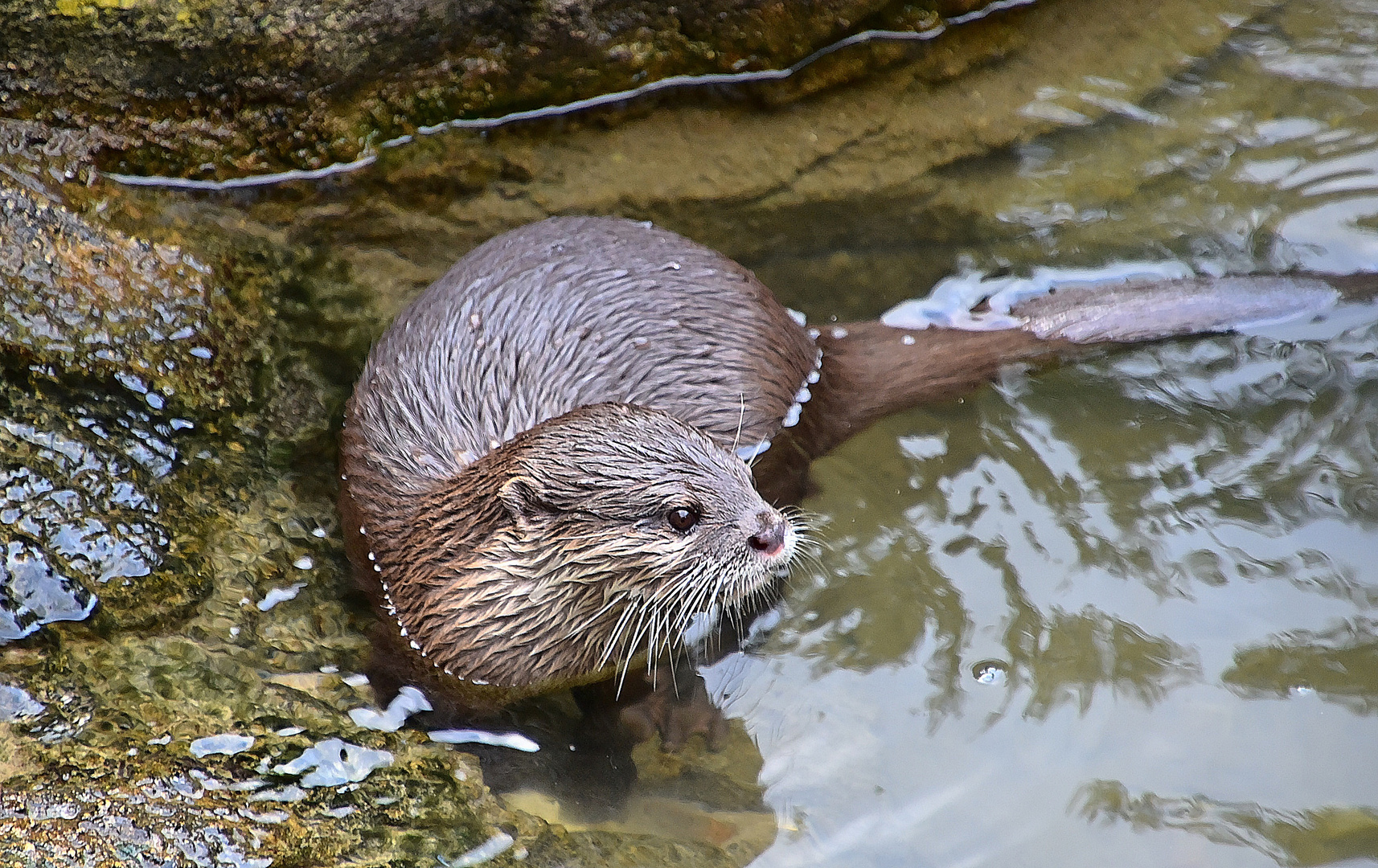 Zwergotter (Aonyx cinerea)