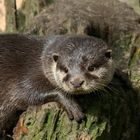 Zwergotter beim Sonnenbaden im Zoo Neumünster