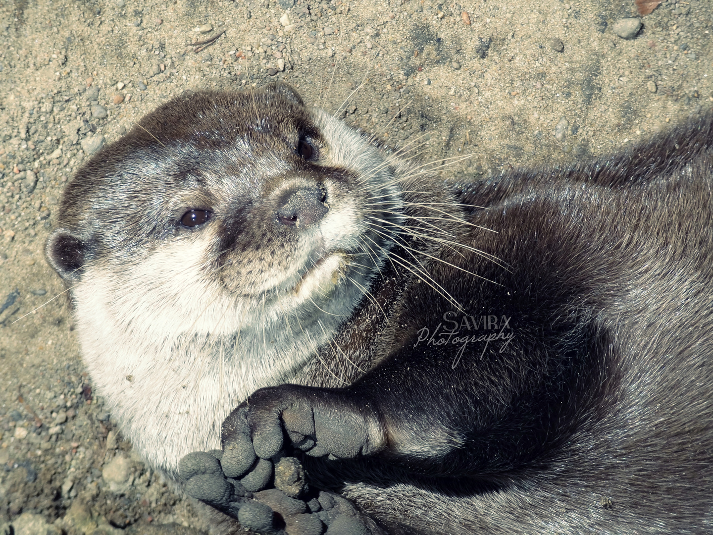 Zwergotter / dwarf otter  |  with Sony HX9V