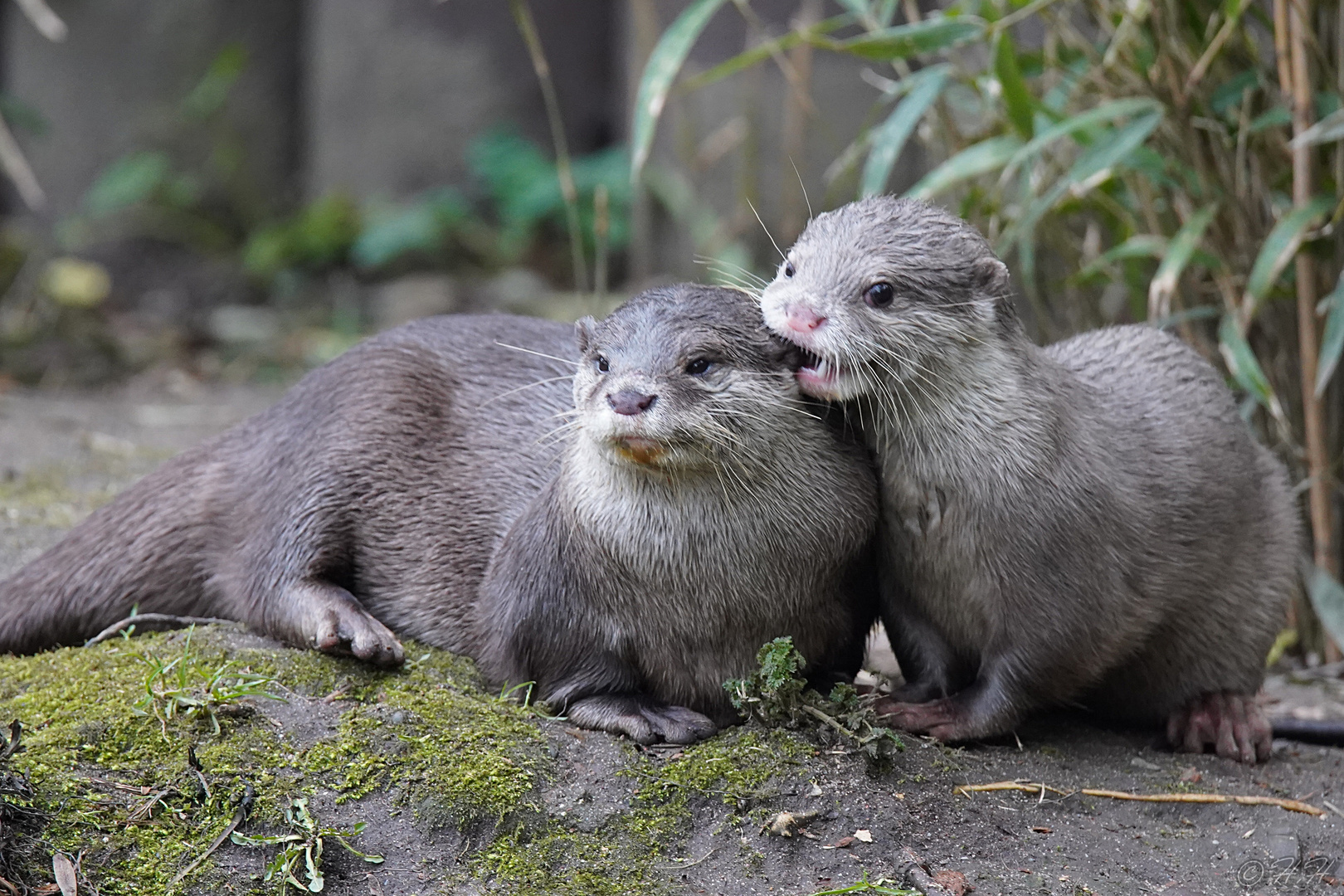 Zwergotter im Duisburger Zoo - Mutter und Jungtier