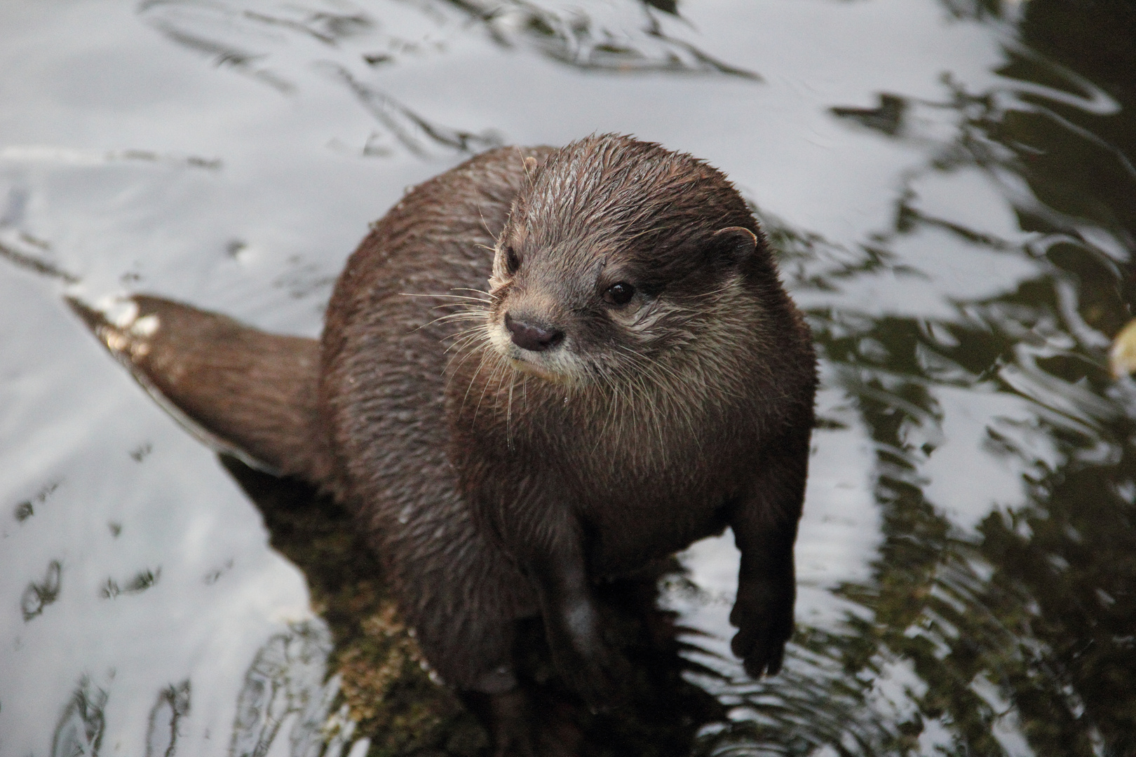 Zwergotter im Karlsruher Zoo.