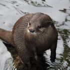 Zwergotter im Karlsruher Zoo.