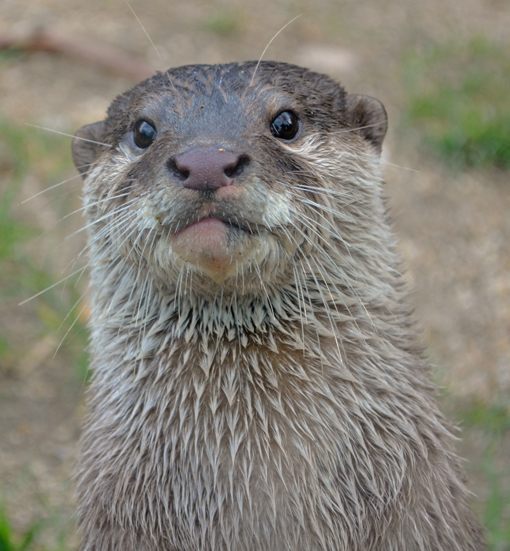 Zwergotter im Tiergarten Schönbrunn