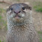 Zwergotter im Tiergarten Schönbrunn