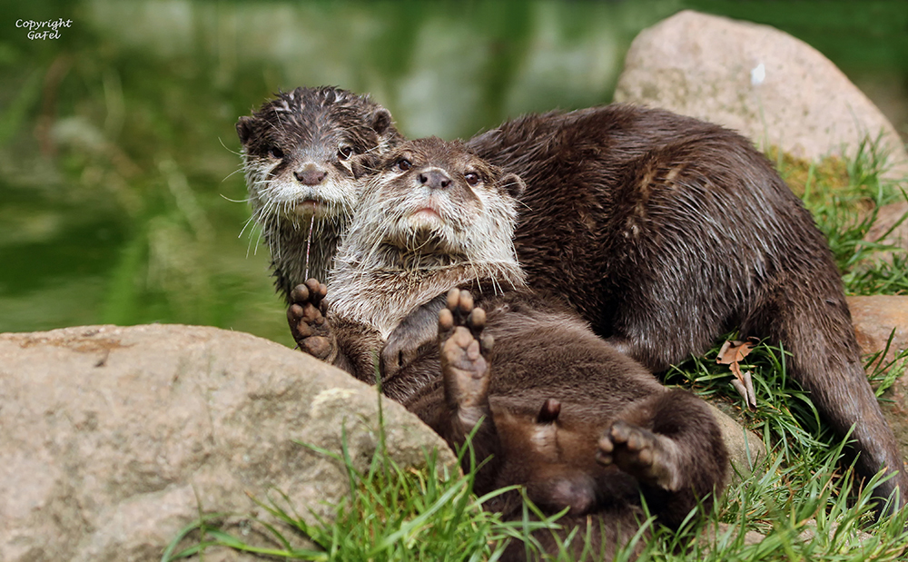  Zwergotter im Wildpark Schwarze Berge