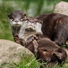  Zwergotter im Wildpark Schwarze Berge