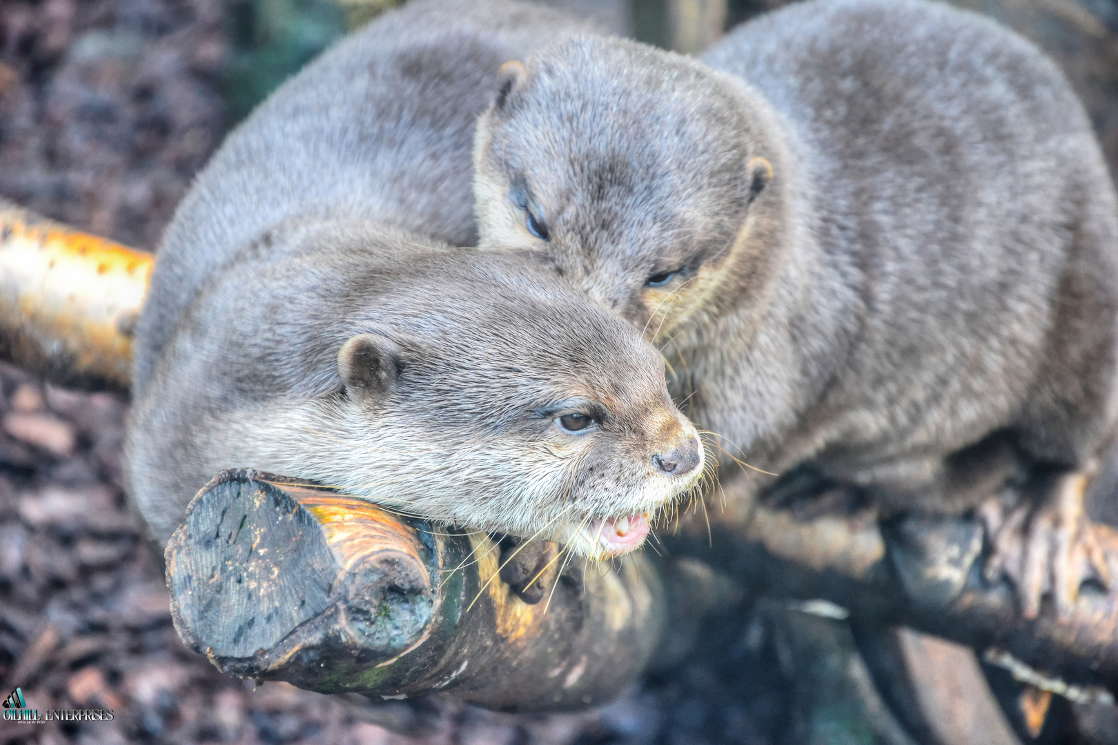 Zwergotter im Wuppertaler Zoo