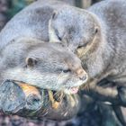 Zwergotter im Wuppertaler Zoo