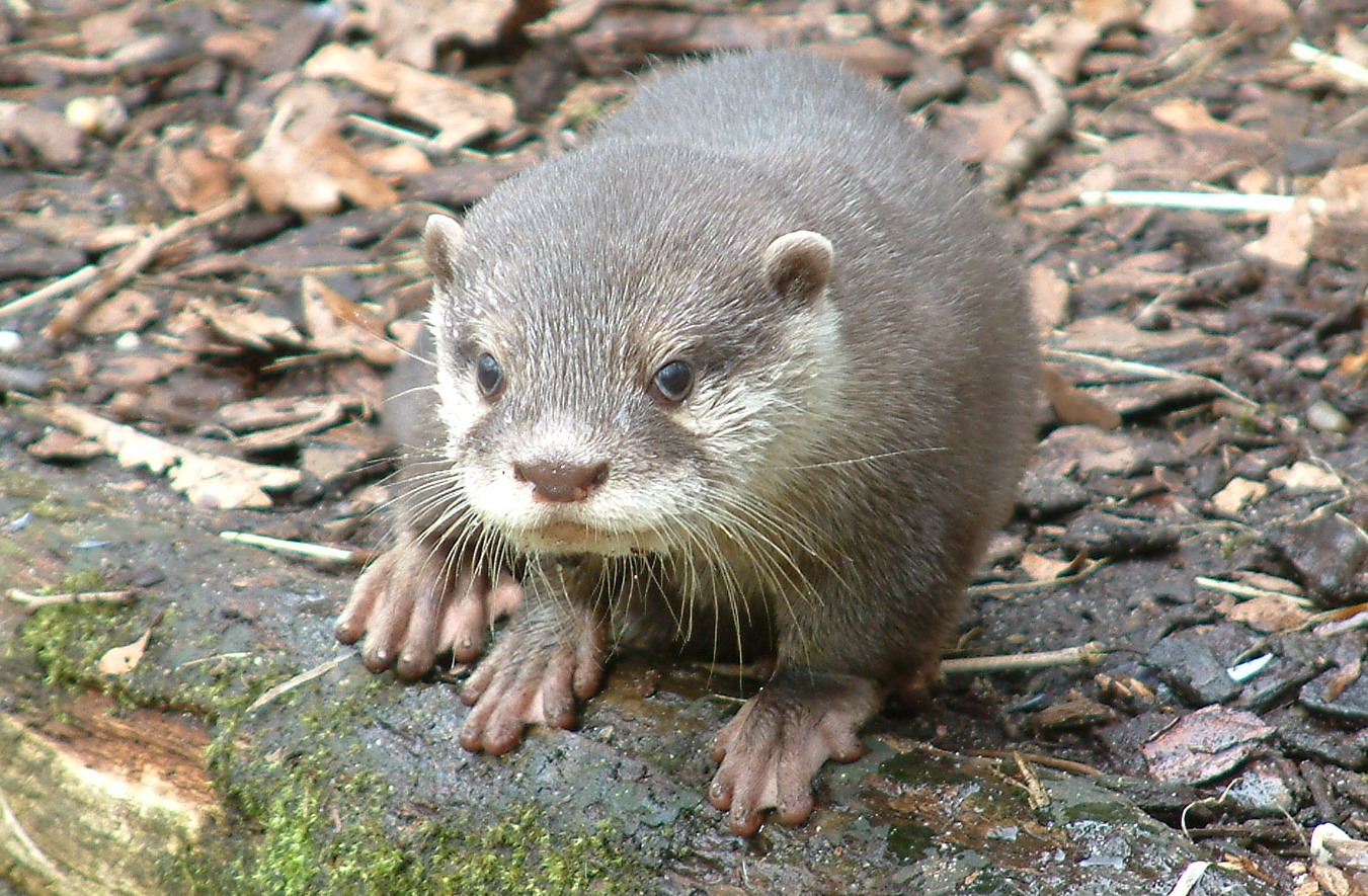 Zwergotter im Zoo Dortmund