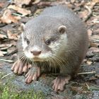 Zwergotter im Zoo Dortmund