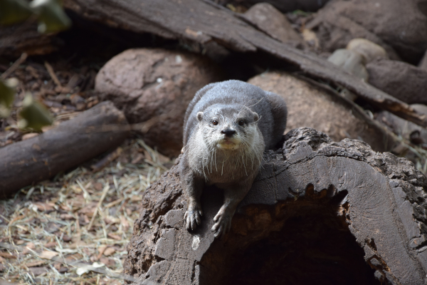 Zwergotter im Zoo Dortmund