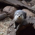 Zwergotter im Zoo Dortmund