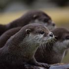 Zwergotter im Zoo Heidelberg