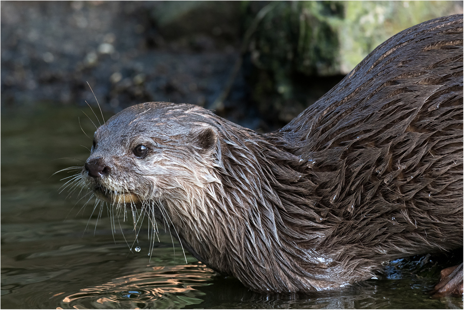 Zwergotter - Kurzkrallenotter