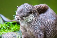 Zwergotter od. Asiatischer Kurzkrallenotter