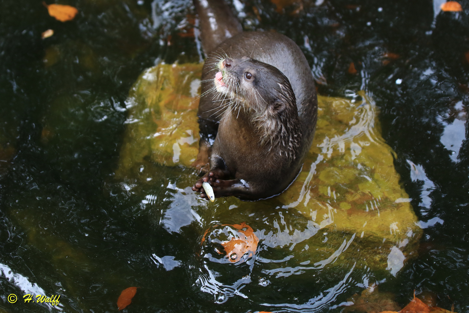 Zwergotterfütterung im Siegelbacher Zoo 1