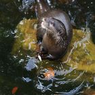 Zwergotterfütterung im Siegelbacher Zoo 1