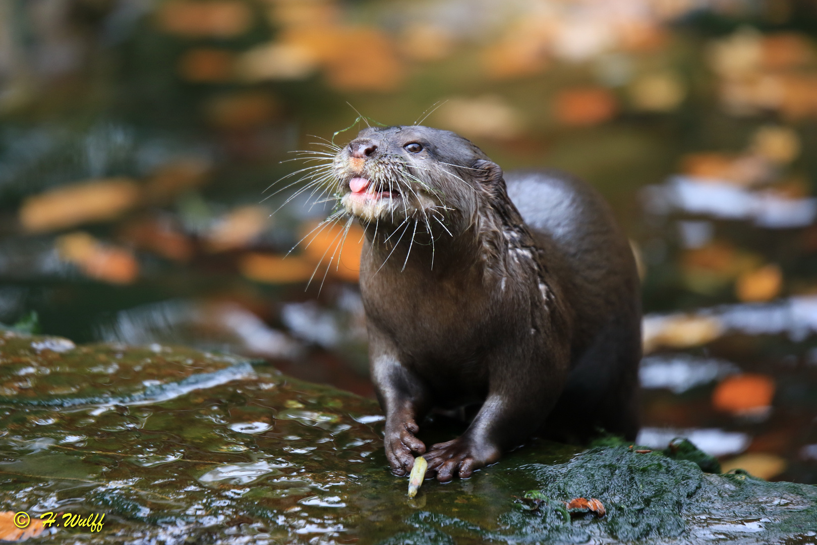 Zwergotterfütterung im Siegelbacher Zoo 2