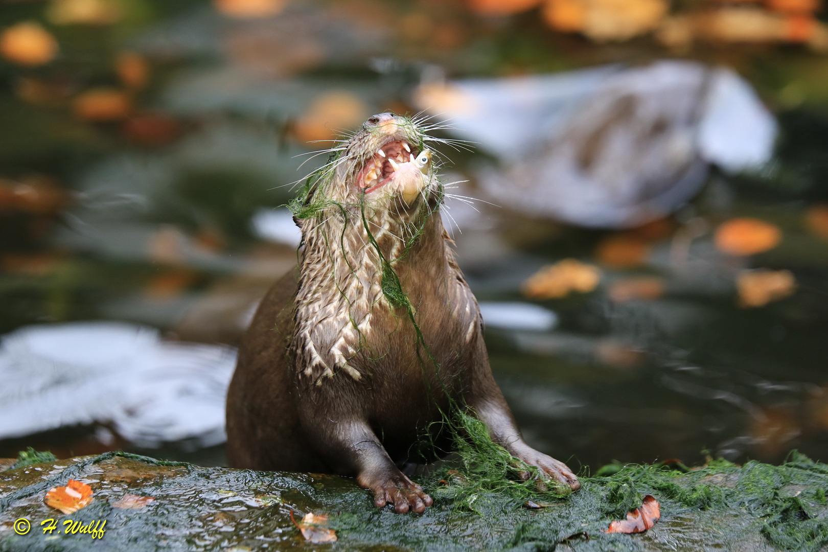 Zwergotterfütterung im Siegelbacher Zoo 3