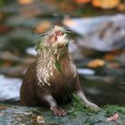 Zwergotterfütterung im Siegelbacher Zoo 3