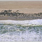 Zwergpelzrobben am Cape Cross, Namibia