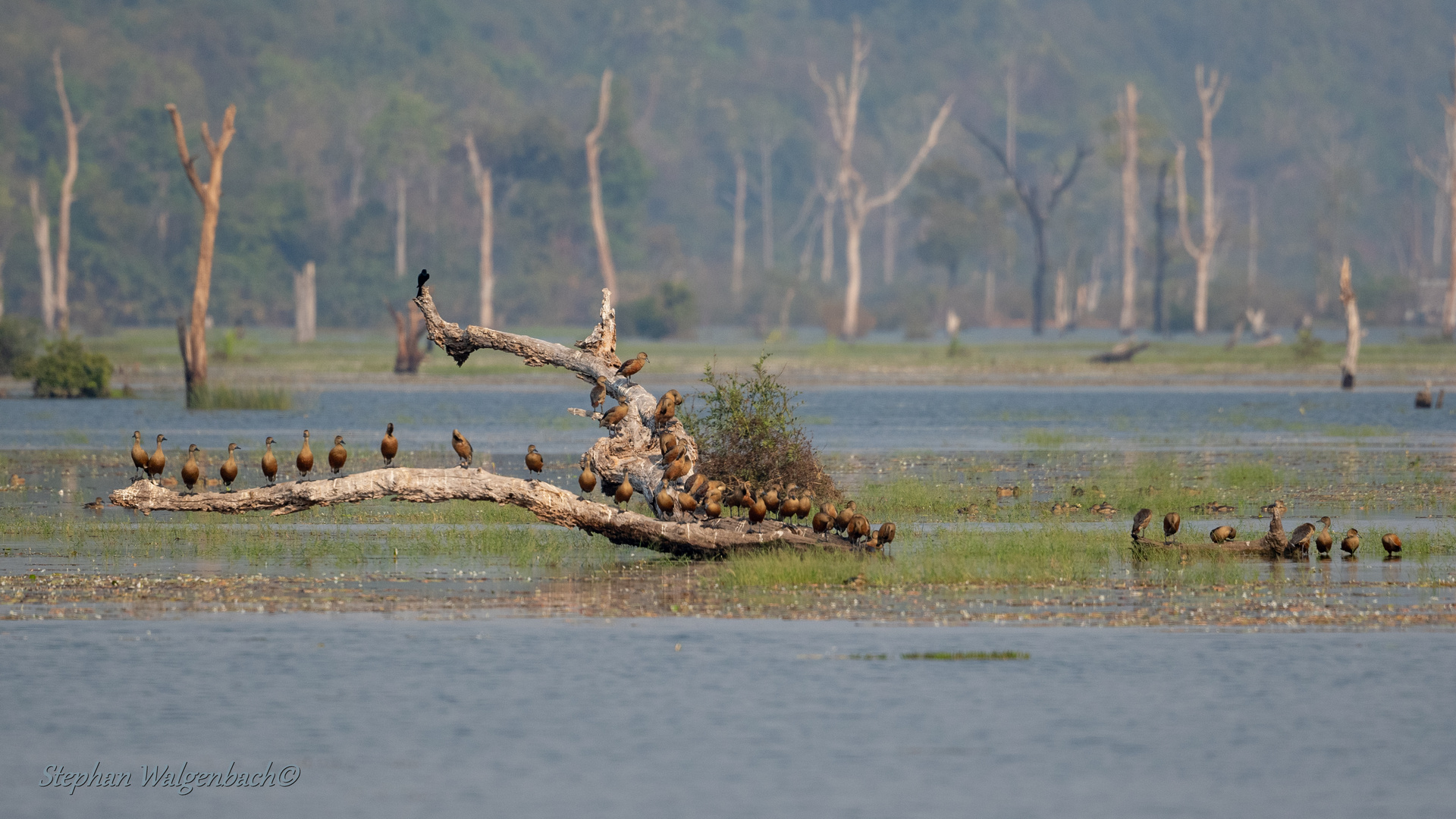 Zwergpfeifgänse im Jayatataka Baray See