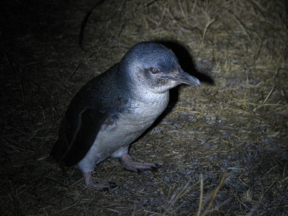 Zwergpinguin in Bicheno / Tasmanien