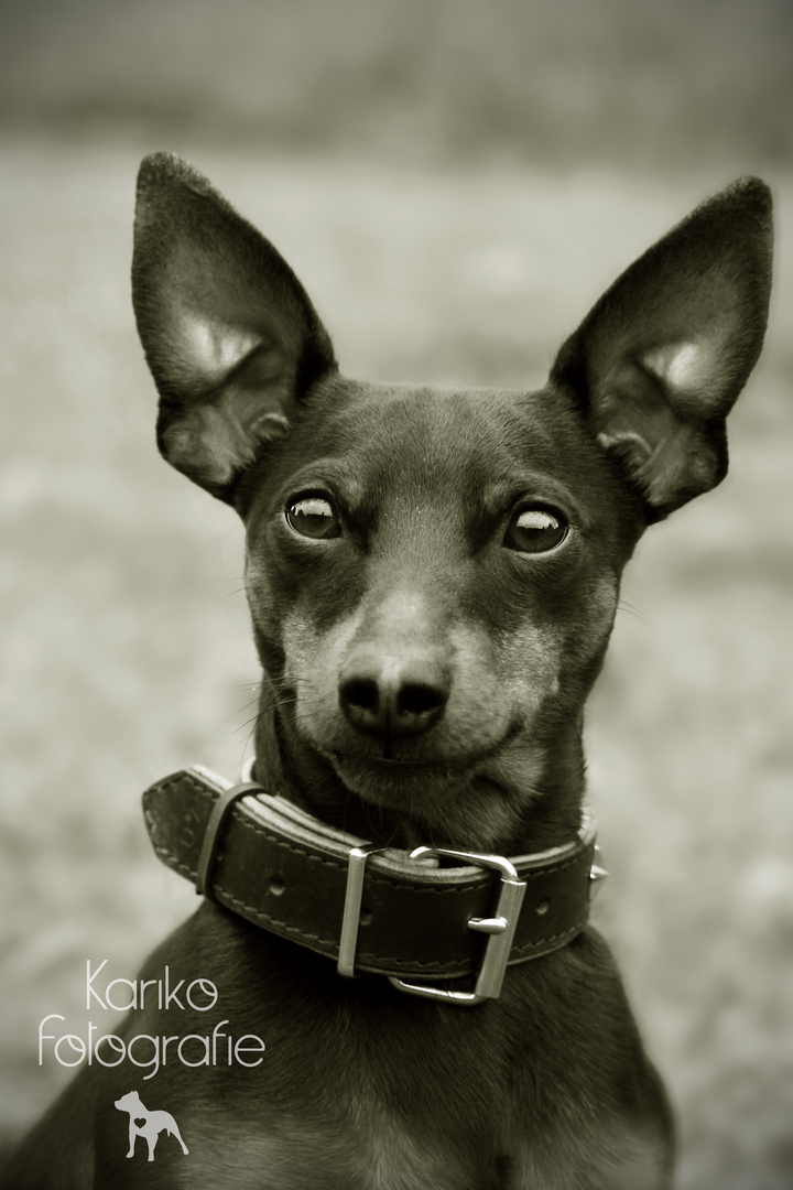 Zwergpinscher