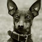 Zwergpinscher