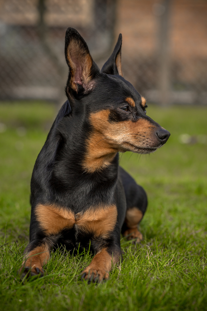 Zwergpinscher