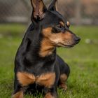 Zwergpinscher