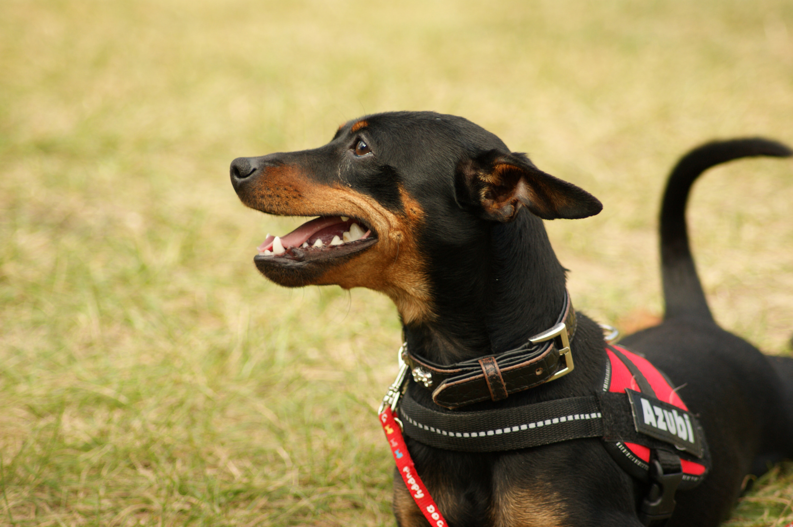 Zwergpinscher