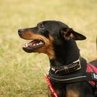 Zwergpinscher