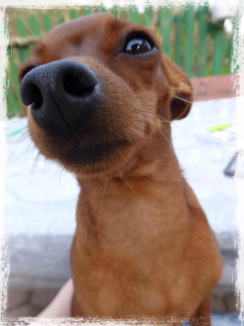 Zwergpinscher