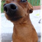 Zwergpinscher