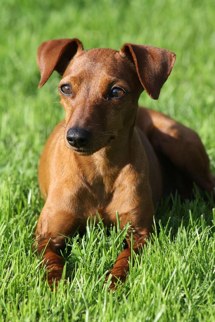 Zwergpinscher Hündin Anna