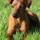 Zwergpinscher Hündin Anna