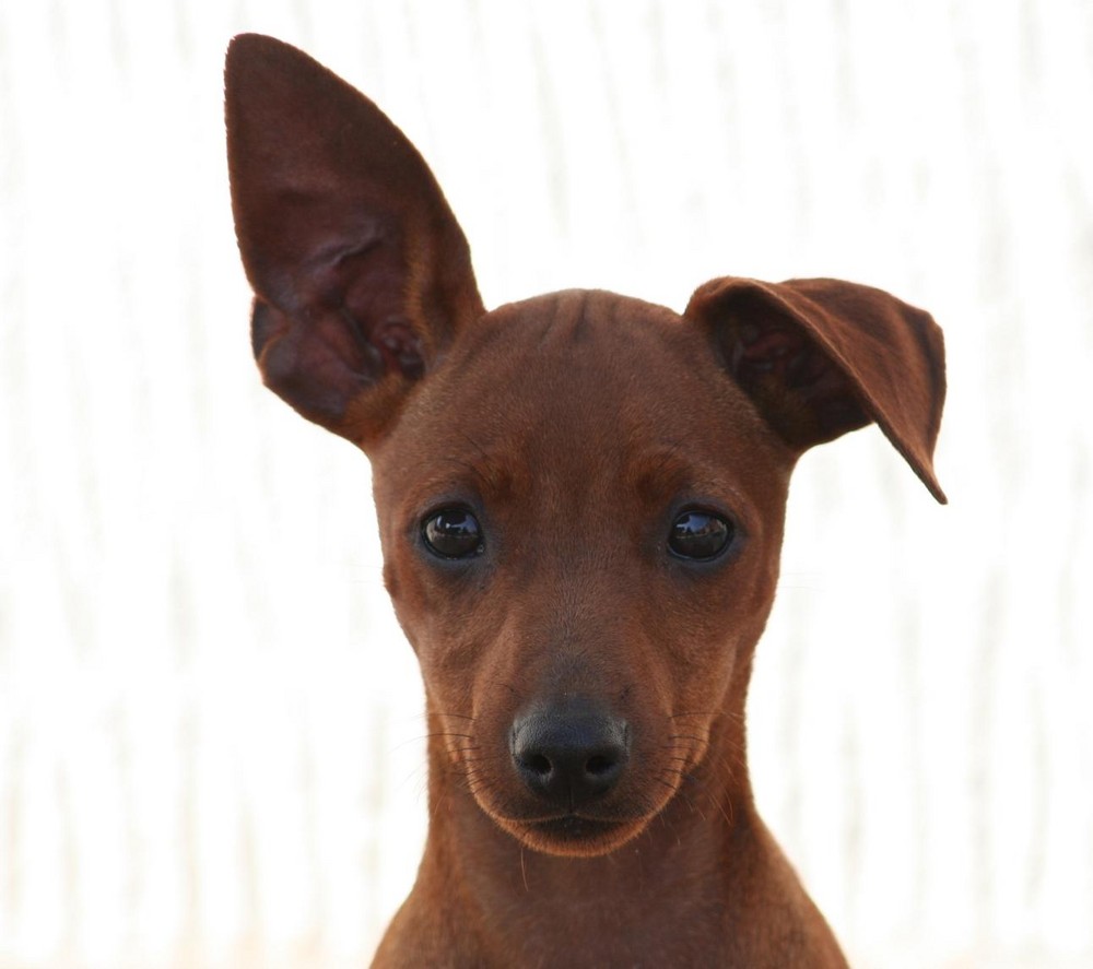 Zwergpinscher Hündin Bine