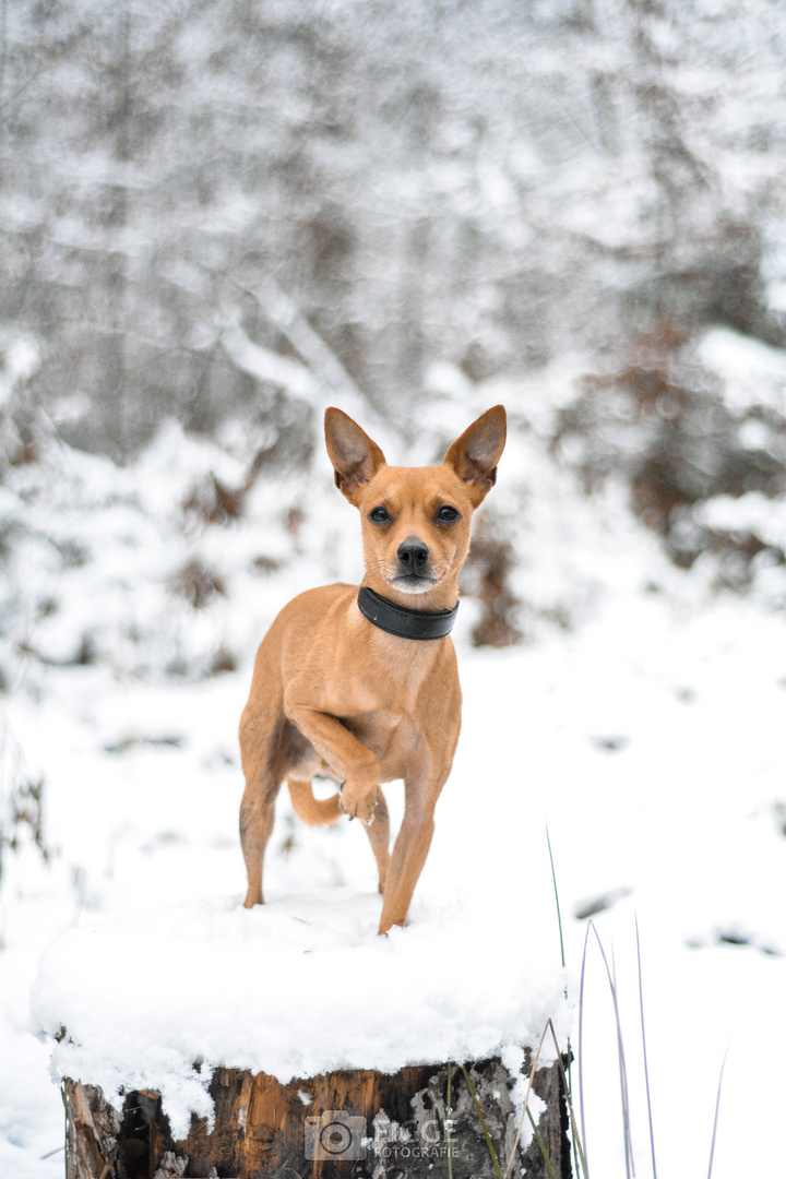 Zwergpinscher Im Schnee :)