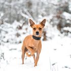 Zwergpinscher Im Schnee :)