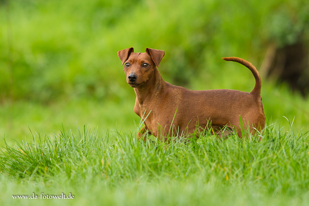 Zwergpinscher Merlin 