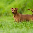 Zwergpinscher Merlin <3