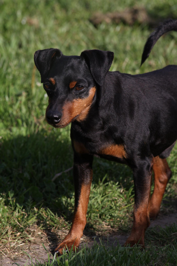 Zwergpinscher Merlin