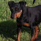 Zwergpinscher Merlin