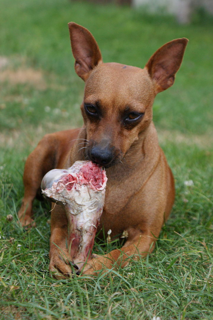 Zwergpinscher mit Riesenknochen