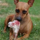 Zwergpinscher mit Riesenknochen