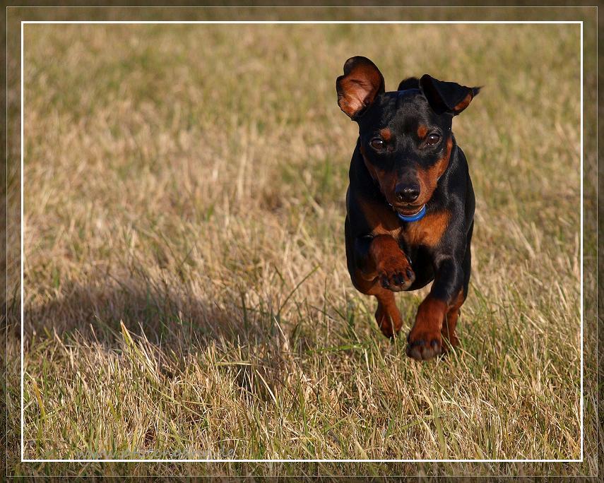 Zwergpinscher Oscar