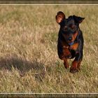 Zwergpinscher Oscar