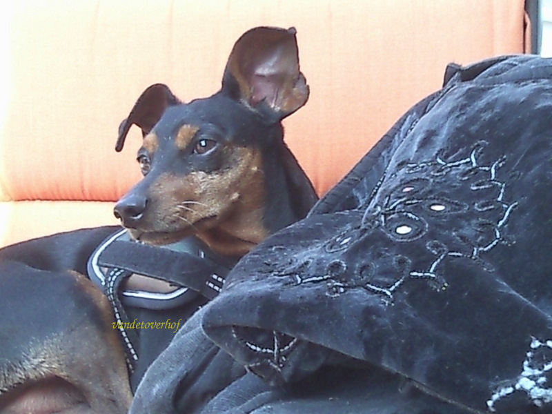 Zwergpinscher " Packito"